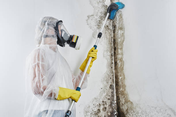 Best Commercial Mold Removal  in Mission Hills, CA