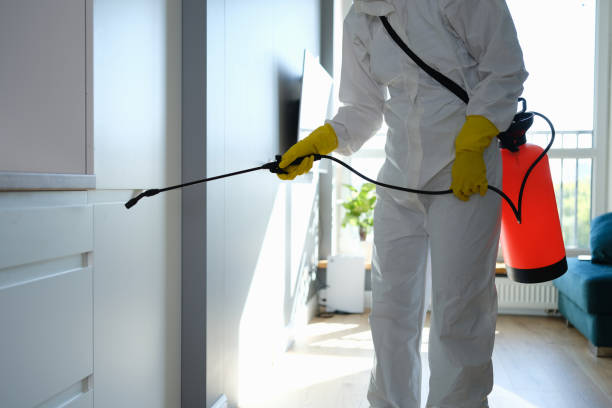 Best Local Mold Removal Service  in Mission Hills, CA