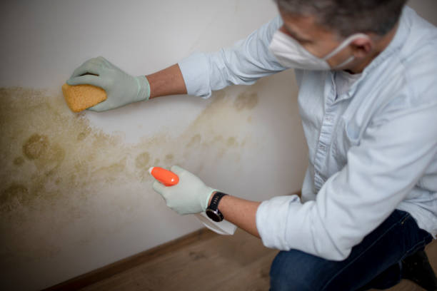 Best Best Mold Removal Companies  in Mission Hills, CA