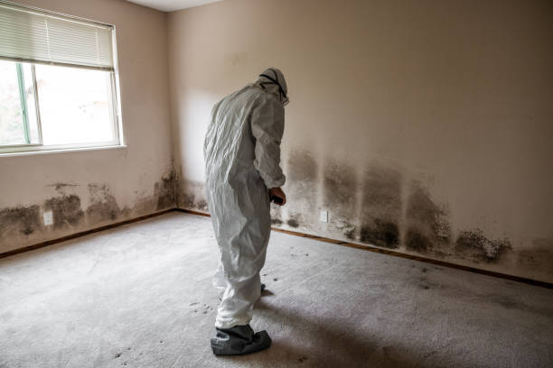 Mission Hills, CA Mold Removal Company