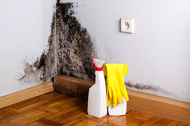 Mold Testing and Removal in Mission Hills, CA