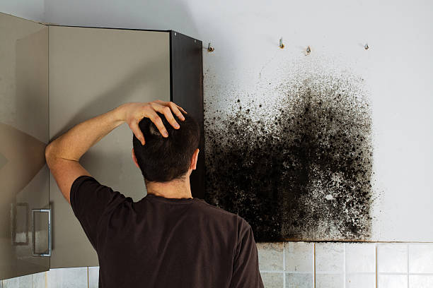 Best Attic Mold Removal  in Mission Hills, CA