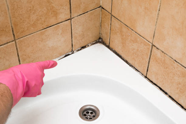 Best Fast Mold Removal  in Mission Hills, CA